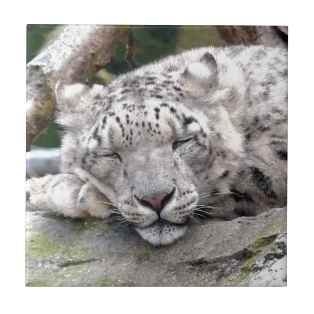 Azulejo De Cerâmica Leopardo de Neve - lindo! (Frente)