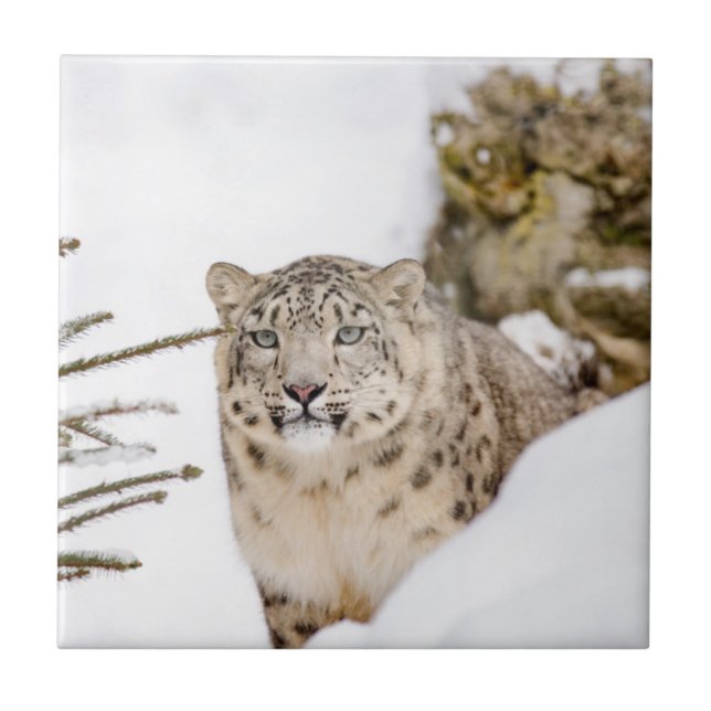 Azulejo De Cerâmica Leopardo de neve na neve (Frente)