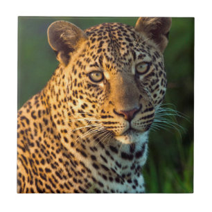 Azulejo De Cerâmica Leopardo Macho (Panthera Pardus) Filhote Adulto