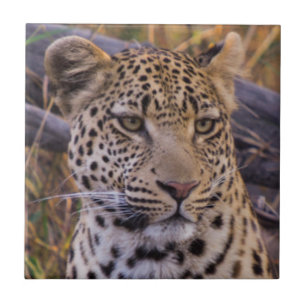 Azulejo De Cerâmica Leopardo sentado, Botsuana, África