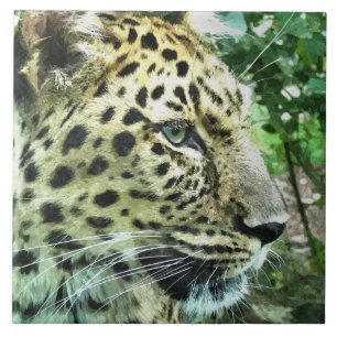 AZULEJO DE CERÂMICA LEOPARDS