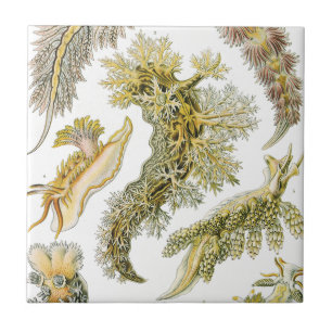 Azulejo De Cerâmica Lesmas Marinhas, Caracóis por Ernst Haeckel, Anima