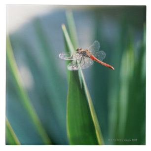Azulejo De Cerâmica Libélula