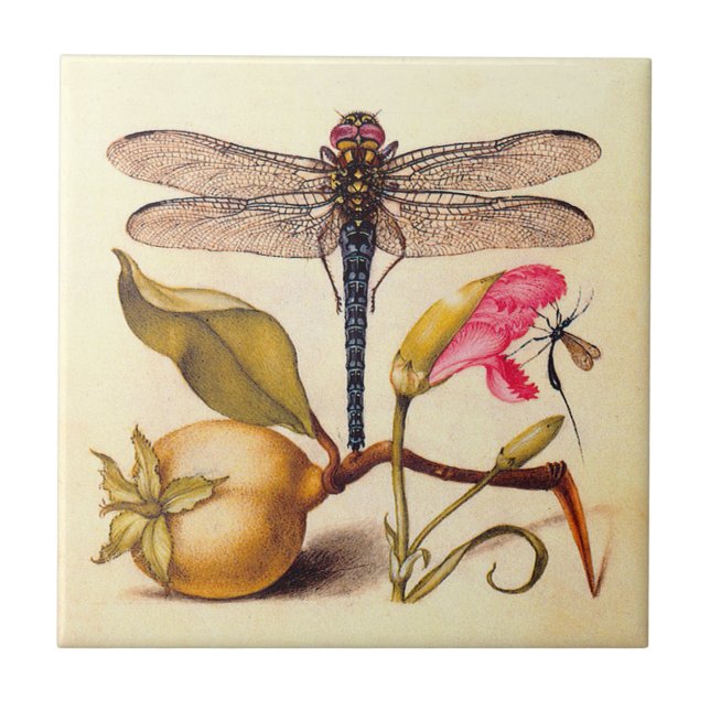 Azulejo De Cerâmica Libélula Arte Botânico da Natureza Hoefnagel (Frente)
