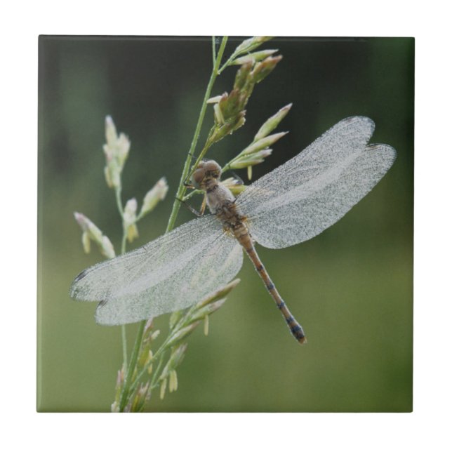 Azulejo De Cerâmica Libélula Darner coberta de orvalho (Frente)