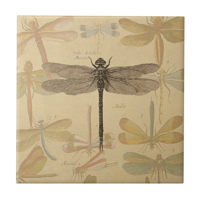 Azulejo De Cerâmica Libélula Vintage Antiga Clássica Natureza (Frente)