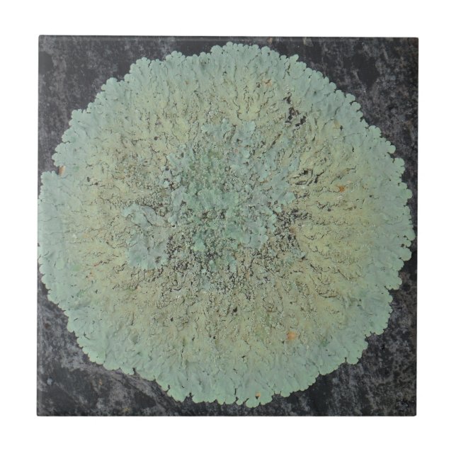 Azulejo De Cerâmica Lichen Mossy Circle (Frente)