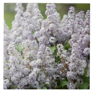 Azulejo De Cerâmica Lilac