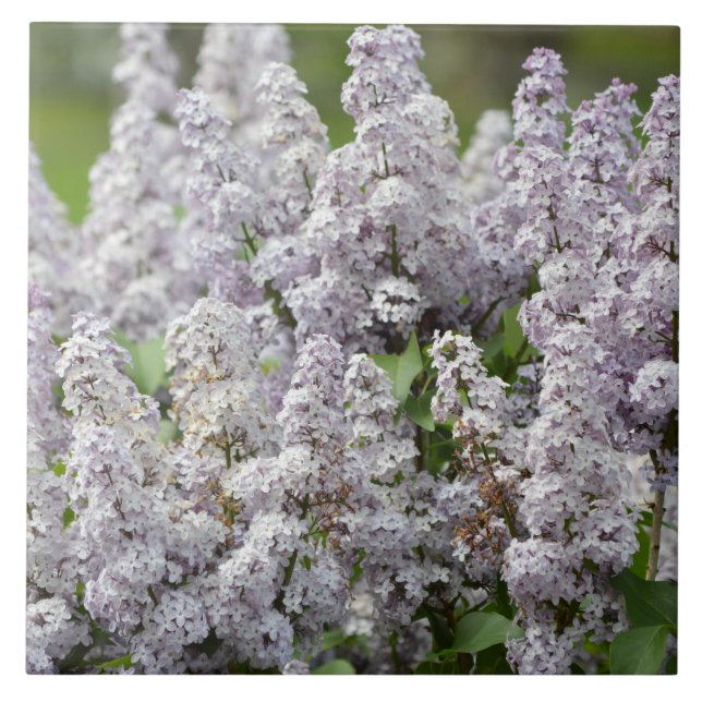 Azulejo De Cerâmica Lilac (Frente)