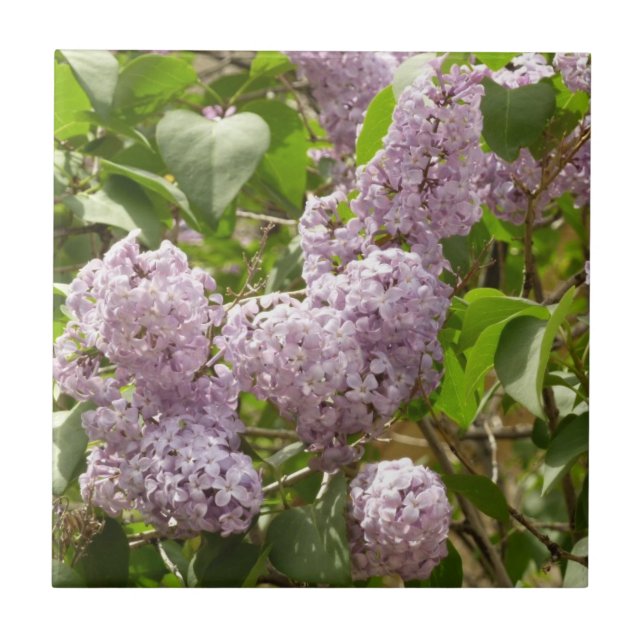 Azulejo De Cerâmica Lilac Bush Lindas Flores de primavera Roxas (Frente)