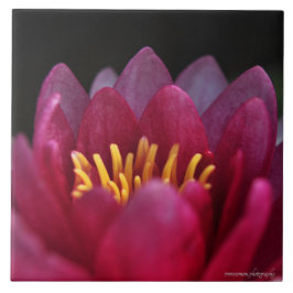 Azulejo De Cerâmica Lily Água