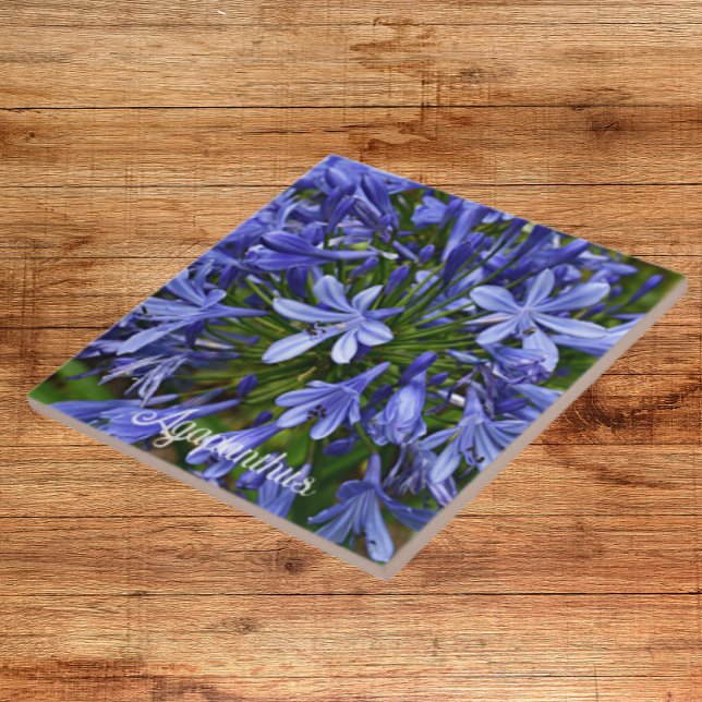 Azulejo De Cerâmica Lily Azul do Nilo Agapanthus Floral (In Situ)