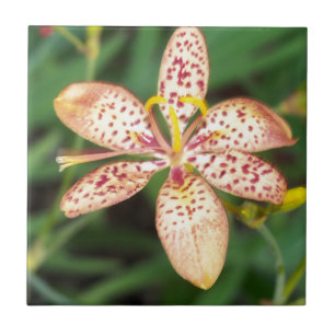 Azulejo De Cerâmica Lily Blackberry pálida de laranja pálida