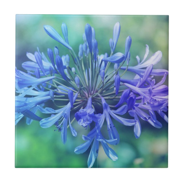 Azulejo De Cerâmica Lily do Nilo (Frente)