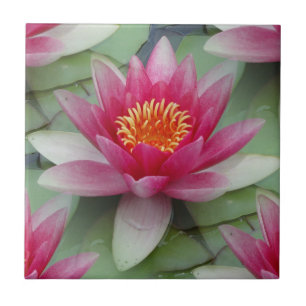 Azulejo De Cerâmica Lily Lily De Água De Lotus Rosa