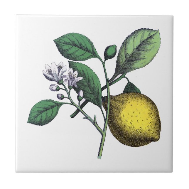 Azulejo De Cerâmica Limão, fruta e flor (Frente)