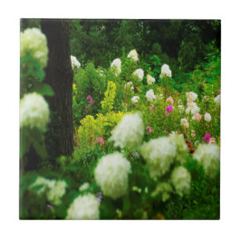 Azulejo De Cerâmica Limelight Hydrangeas no meu Jardim Rubio