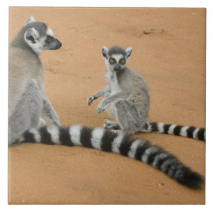 Azulejo De Cerâmica Limures, (Lemur catta), Berbastante