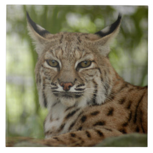 Azulejo De Cerâmica Lince 2_11x11