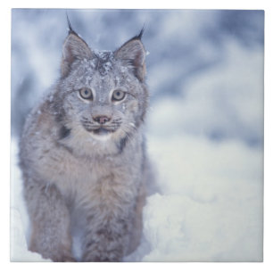 Azulejo De Cerâmica Lince na neve nos contrafortes