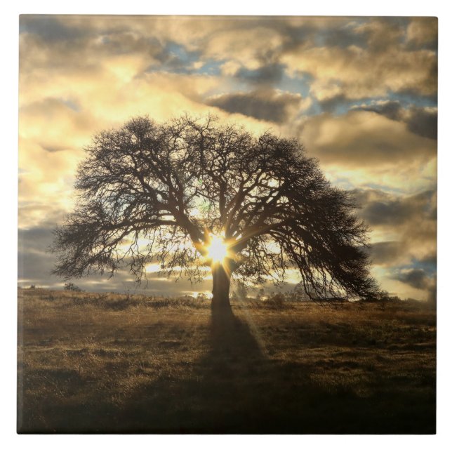 Azulejo De Cerâmica Linda árvore de carvalho do patrimônio após tempes (Frente)