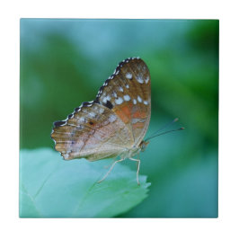 Azulejo De Cerâmica Linda Borboleta Danaus Plexippus na Folha.