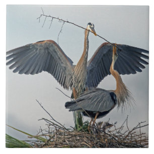Azulejo De Cerâmica Linda família Blue Heron de Excelente (foto)