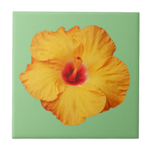 Azulejo De Cerâmica Linda flor de hibisco laranja
