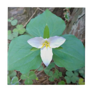 Azulejo De Cerâmica Linda Flor do Trilium Branco na Floresta