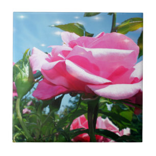 Azulejo De Cerâmica Linda rosa cor-de-rosa no céu azul. Fotografia flo