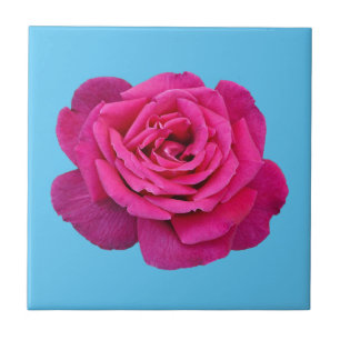 Azulejo De Cerâmica Linda rosa rosa