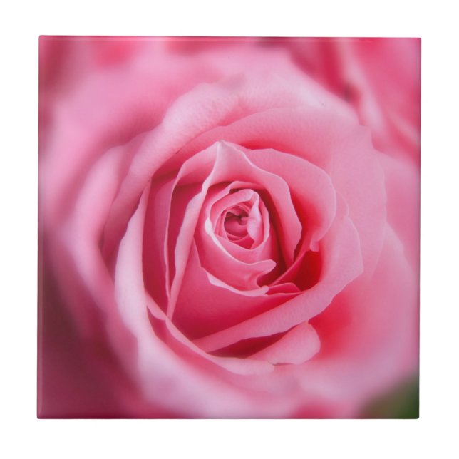 Azulejo De Cerâmica Linda Rosa Rosa (Frente)