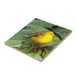 Azulejo De Cerâmica Linda Warbler de Wilson na árvore cerejeira