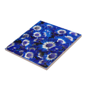 Azulejo De Cerâmica Lindas Flores de Cinerária Azul Real