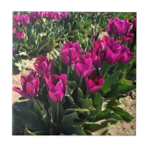 Azulejo De Cerâmica Lindas Tulipas