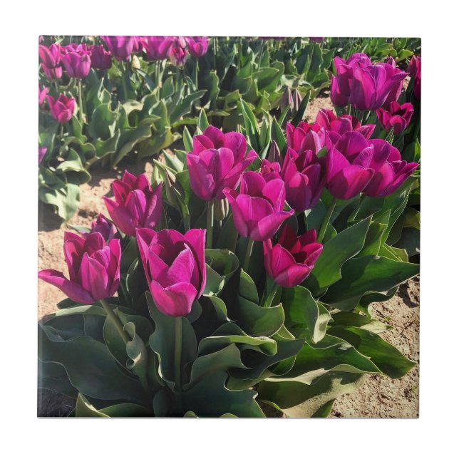 Azulejo De Cerâmica Lindas Tulipas (Frente)