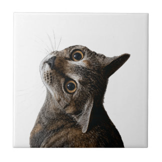 Azulejo De Cerâmica Lindo Retrato de Gato Malhado em Azulejo Cerâmico