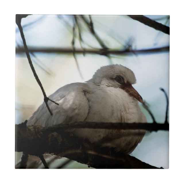 Azulejo De Cerâmica Linha mestre (Frente)