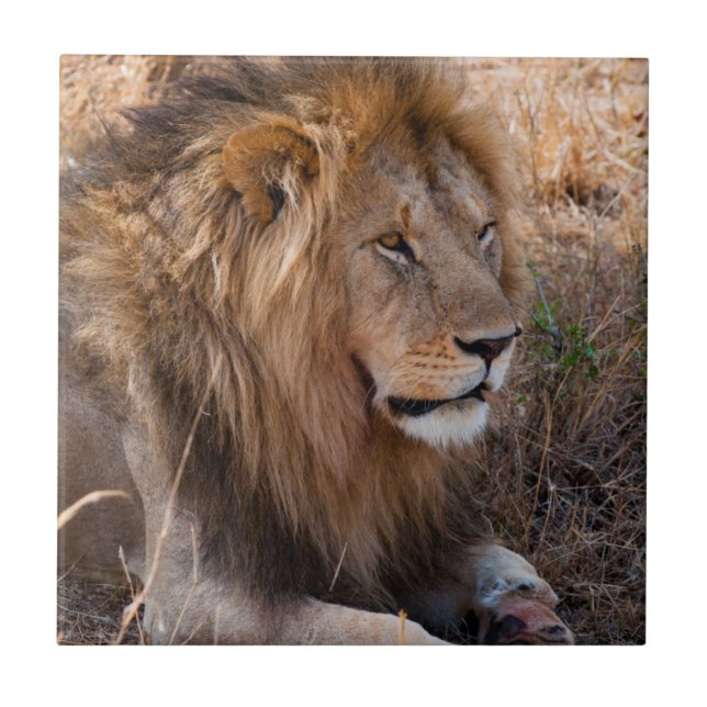Azulejo De Cerâmica Lion Maasai Mara National Reserve, Quênia (Frente)