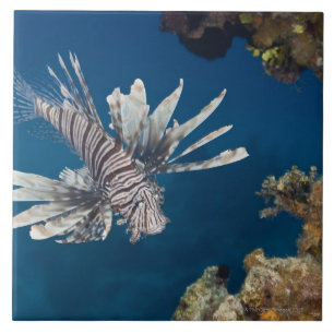 Azulejo De Cerâmica Lionfish (volitans do Pterois) que nada sobre