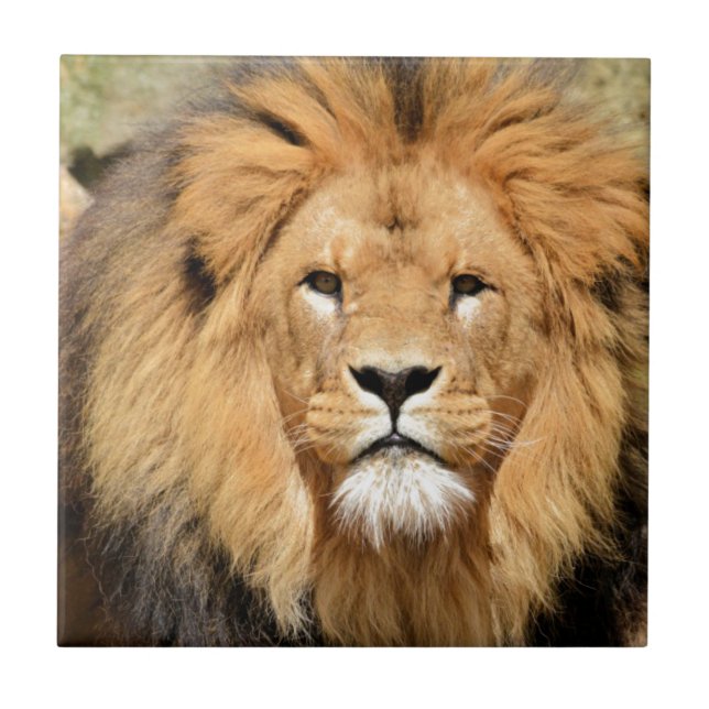 Azulejo De Cerâmica Lions Head (Frente)