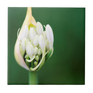 Azulejo De Cerâmica Lírio Africano, Agapanthus Praecox, Cidade do Cabo