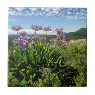 Azulejo De Cerâmica Lírio Africano (Agapanthus praecox), Mossel Bay