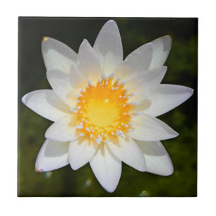 Azulejo De Cerâmica Lírio de água branca bonito da flor