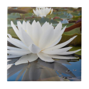 Azulejo De Cerâmica Lírio de Água Fragrante (Nymphaea Odorata) no Cadd