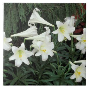 Azulejo De Cerâmica Lírio-de-páscoa (Lilium regale)