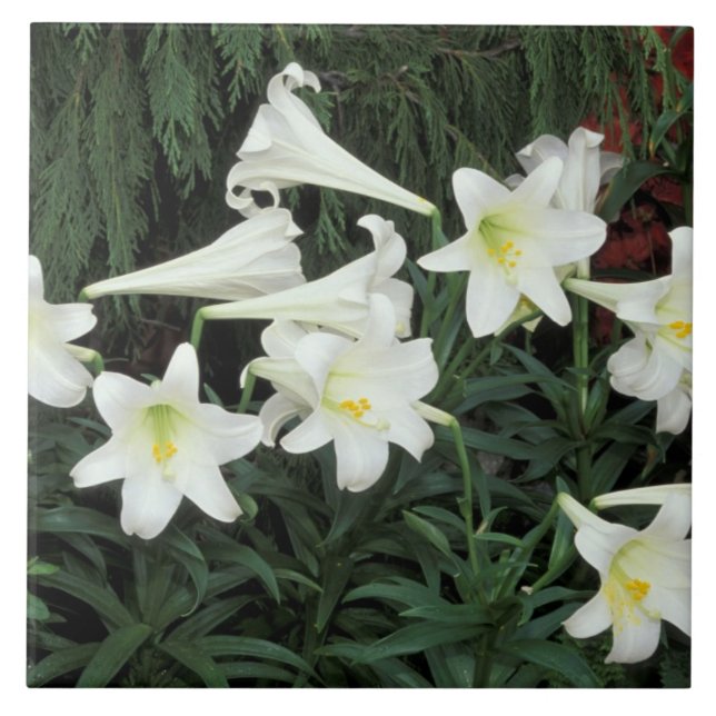Azulejo De Cerâmica Lírio-de-páscoa (Lilium regale) (Frente)