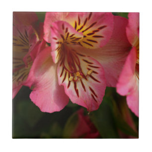 Azulejo De Cerâmica Lírio peruano (aurea do Alstroemeria)