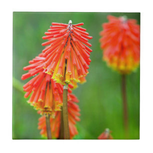 Azulejo De Cerâmica Lírio Tocha (Kniphofia Uvaria), Cabo Ocidental