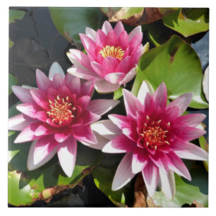 Azulejo De Cerâmica Lírios de água em floração